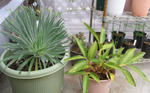 091214echium.jpg