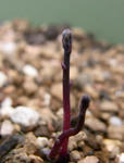 091220polyphyllum.jpg