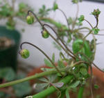 091223hookeri.jpg
