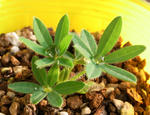 091226lupinas.jpg