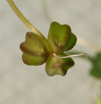 091227seed.jpg