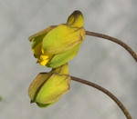 100107hookerianum.jpg