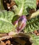 100108primula.jpg