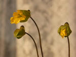 100109hookerianum_h2.jpg