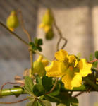100109hookerianum_h1.jpg