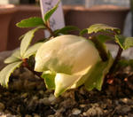 100109hellebo.jpg