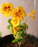100111majus.jpg