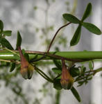 100114leptophyllum.jpg