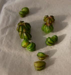 100115seeds.jpg