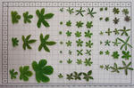 100115leaves.jpg