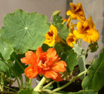 100118majus.jpg