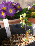 100118speciosum.jpg