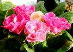 100120primula.jpg