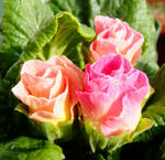 100120primula2.jpg