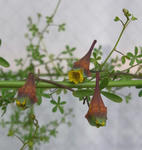 100125leptophyllum.jpg