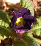 100203primura.jpg