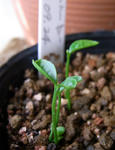 100204citrus.jpg