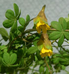100205brachyceras2.jpg