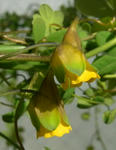 100205brachyceras.jpg