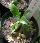 100205shikoro.jpg