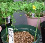 100210brachyceras28.jpg