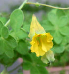 100210brachyceras28_2.jpg