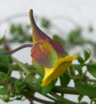 100212brachyceras12.jpg