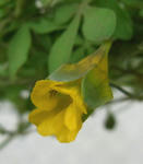 100212brachyceras33.jpg