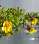 100212leptophyllum.jpg