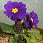 100214primula.jpg