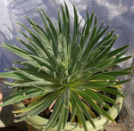 100214echium.jpg
