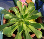 100214lewisia1.jpg