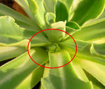 100214lewisia2.jpg