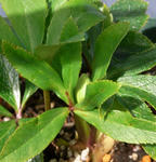 100217hellebo.jpg