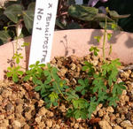 100219tenuirostre.jpg