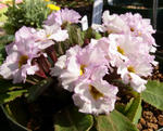 100222primula.jpg