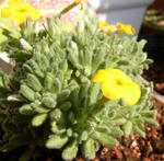 100222primula3.jpg