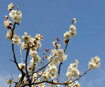 100222ume1.jpg