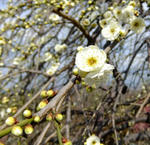 100222ume2.jpg