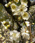 100222ume3.jpg