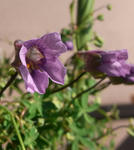 100224lepi21.jpg