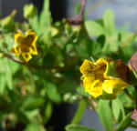 100224leptphyllum4.jpg