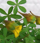 100226leptophyllum7.jpg
