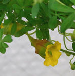 100226leptophyllum8.jpg