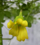 100301beuthii21.jpg