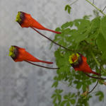 100301tricolor23.jpg