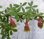 100306tricolor24.jpg
