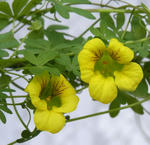 100306beuthii20.jpg