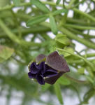 100306azureum118.jpg