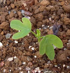 100308smithii.jpg